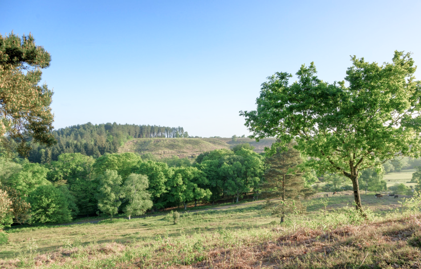 New Forest, Великобритания